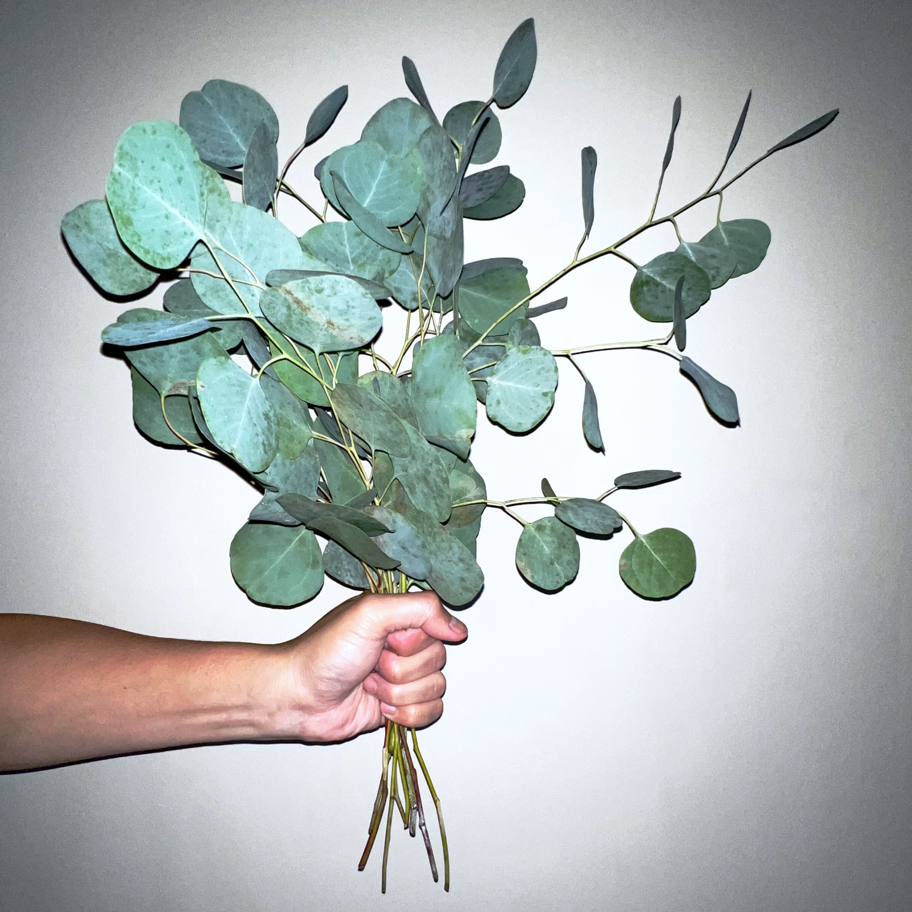 Hand holding a bunch of fresh Eucalyptus